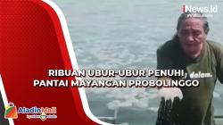 Ribuan Ubur-Ubur Penuhi Pantai Mayangan Probolinggo