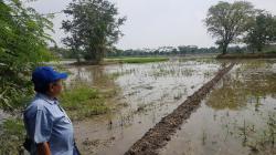 Guru Besar Arkeologi UI Sebut Candi Sambimaya Bukti Peradaban Kuno di Indramayu<
