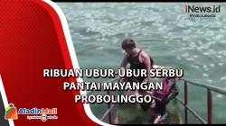 Video Ribuan Ubur-ubur Serbu Pantai Mayangan Probolinggo