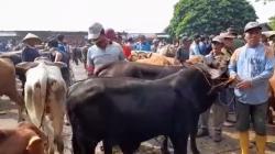 Pengiriman Sapi Dihentikan, Balikpapan Terancam Kekurangan Ratusan Sapi Kurban