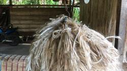 Serat Abaka dari Kepulauan Talaud Ternyata Sudah Diekspor ke Inggris sejak 2019