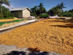 Surplus Jagung, Anggota Dewan Minta Pabrik Pakan Ternak Segera Direalisasikan