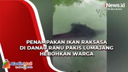 Penampakan Ikan Raksasa di Danau Ranu Pakis Lumajang Hebohkan Warga