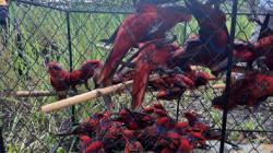 88 Burung Nuri Tanimbar Dilepaskan, Sitaan Perdagangan Satwa Liar di Kota Saumlaki​