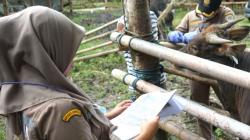 Cegah Penyebaran PMK, Barantan Gorontalo Periksa Kesehatan Sapi Ternak