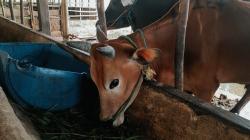 Kembangkan Budidaya Sapi, Pemprov Kaltim Usulkan Pemanfaatan Lahan Bekas Tambang<