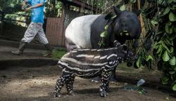 Koleksi Tapir Kebun Binatang Bandung Bertambah