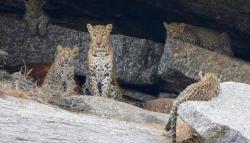 Jangan Heran, Puluhan Macan Tutul Hidup Berdampingan dengan Manusia di Kota Ini!