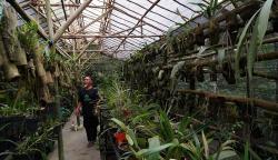 Melihat 110 Spesies Anggrek Gunung Merapi yang Dilestarikan Sejak Tahun 1996