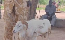 Ada-Ada Saja, Domba Ini Dihukum Penjara 3 Tahun karena Serang Perempuan hingga Tewas