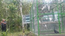 38 Satwa Endemik Papua Dilepaskan di Hutan Adat Isyo, Kakaktua Koki hingga Nuri
