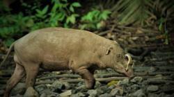 Babirusa Jadi Tema Hari Keanekaragaman Hayati di Gorontalo