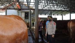    Kasus PMK Ditemukan di Cianjur, 3 Ekor Sapi Terjangkit Penyakit Mulut dan Kuku