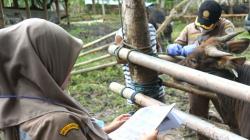 Antisipasi Penyebaran PMK Ternak, Sapi di Gorontalo Disuntik Vaksin