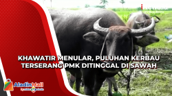 Khawatir Menular, Puluhan Kerbau Terserang PMK Ditinggal di Sawah