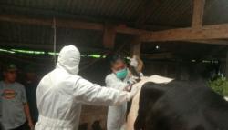 Hewan Ternak Terjangkit PMK di Garut Nyaris 1.000 Ekor, Didominasi Sapi Potong<