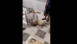 Viral Anjing Ditelantarkan di Pet Shop Sampai Mati, Pemilik Geram Lapor Polisi