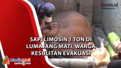 Video Sapi Limosin 1 Ton di Lumajang Mati, Warga Kesulitan Evakuasi