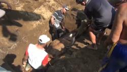 Puluhan Hewan Ternak Sapi Potong dan Perah di KBB Terjangkit PMK<