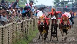 Seru, Kejuaraan Karapan Sapi Rebut Piala Bupati Sampang