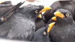 Penampakan 643 Burung Berbagai Jenis Diamankan Petugas di Bakauheni, Poksai hingga Serindit