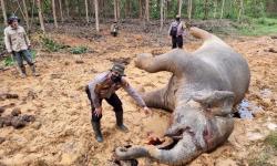 Seekor Gajah di Aceh Timur Mati, Diduga Konsumsi Pestisida