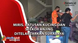 Video Miris, Ratusan Kucing dan Seekor Anjing Ditelantarkan dalam Ruko di Surabaya