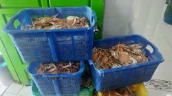 Harga Rajungan di Lamongan Terjun Bebas, Ini Sebabnya 