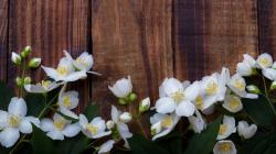 3 Bunga Nasional Indonesia serta Maknanya, Sudah Tahu Belum?