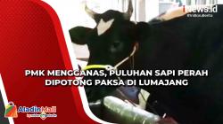PMK Mengganas, Puluhan Sapi Perah Dipotong Paksa di Lumajang