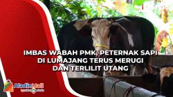 Imbas Wabah PMK, Peternak Sapi di Lumajang Terus Merugi dan Terlilit Utang<