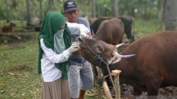 Cegah PMK, Pemkab Gorontalo Utara Awasi Lalu Lintas Ternak Antarpulau