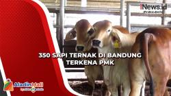 350 Sapi Ternak di Bandung Terkena PMK<