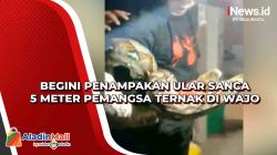 Begini Penampakan Ular Sanca 5 Meter Pemangsa Ternak di Wajo