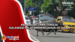 Kerbau di Tana Toraja Sulawesi Selatan Mengamuk di Jalan