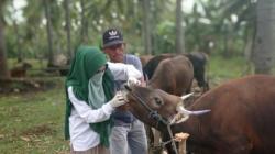 Antisipasi PMK, Peternak Diminta Manfaatkan Fasilitas Puskeswan, Berikut Lokasinya