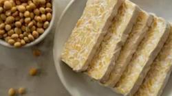 Jamur yang Sering Digunakan untuk Pembuatan Tempe