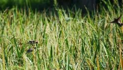 Puluhan Hektare Tanaman Padi Rusak Diserang Hama Burung Pipit di Ponorogo