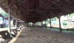  Terdampak Wabah Penyakit Mulut dan Kuku, Hotel Sapi di Batang Gulung Tikar