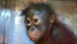 Penyelundupan 56 Ekor Satwa Dilindungi di Gorontalo