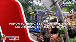 Pohon Tumbang, Sebagian Ruas Jalan Latuharhari Menteng Ditutup