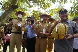 Salurkan 23.850 Kg Pupuk, Kementan Dukung Pengembangan Kebun Buah Durian Nglanggeran