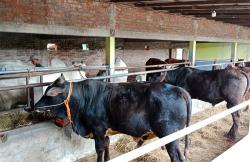 Dampak Penyakit Kuku dan Mulut, Harga Sapi untuk Kurban Naik Rp2 Juta