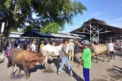 Dampak Merebaknya Penyakit Mulut dan Kuku, Stok Ternak di Bantul Turun 30 Persen