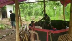 Asyik Sabung Ayam, 7 Penjudi di Garut Tak Berkutik Digerebek Polisi 