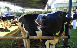 MUI Minta Pemerintah Jamin Ketersediaan Hewan yang Sehat untuk Kurban 