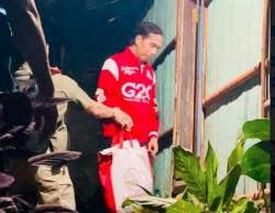 Ikut Panen Sorgum di NTT, Jokowi Yakin Bisa jadi Alternatif Pangan 