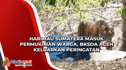 Harimau Sumatera Masuk Permukiman Warga, BKSDA Aceh Keluarkan Peringatan
