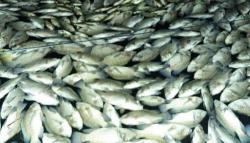 Puluhan Ton Ikan di KJA Waduk Darma Kuningan Mati Mendadak, Petambak Rugi Besar<