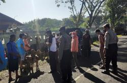 60 Hewan Ternak di Gunungkidul Terindikasi PMK, 22 Dinyatakan Positif<